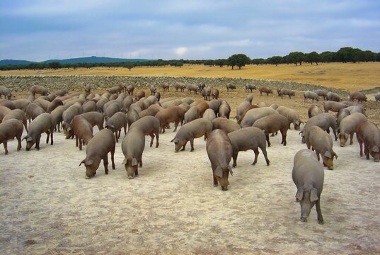 Group of Duroc pigs in the wilderness