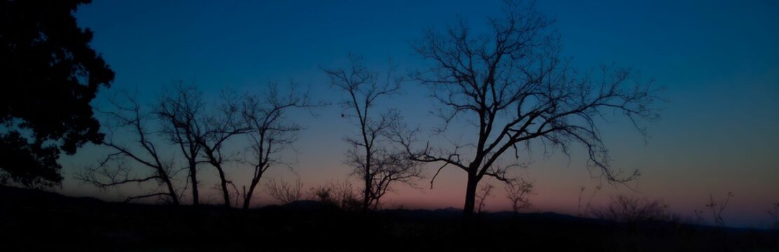 Panoramic shot of tree silhouettes on a pink sunset sky background