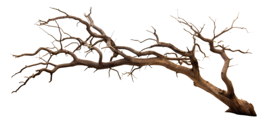 Standing alone majestic leafless tree, cut out
