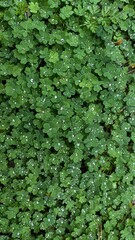 background, green plants, dew on leaves