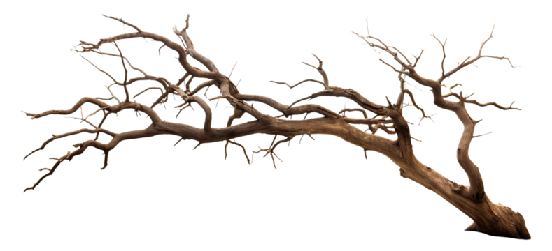 Standing alone majestic leafless tree, cut out