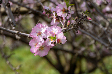 Pink almond flowers and buds close-up