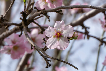 Pink almond flowers and buds close-up