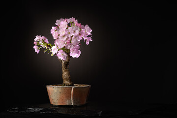 ミニ盆栽のイメージ（旭山桜）