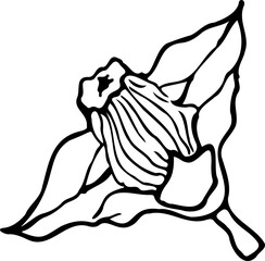Hand drawn vector illustration of a water caltrop (Trapa natans), edible and medicinal aquatic plant.