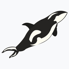 Killer Whale Spirit Orca Jumping Vector illustration isolated on white
