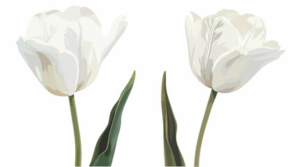 White tulip isolated on white background.