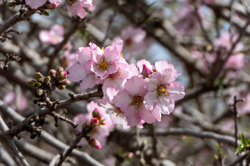 Pink almond flowers and buds close-up
