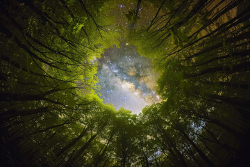 Fisheye lens effect of a forest with milky way