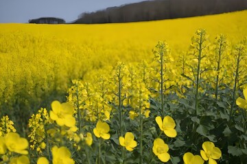Obraz premium rapeseed
