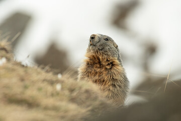 Alpine marmot or groundhog (Marmota marmota) emerging from its den on springtime after hibernation...