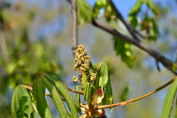 Common horse chestnut branch with flower buds