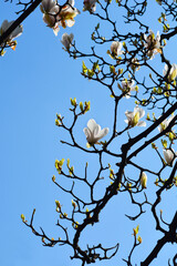 Magnolia tree branches with flowers