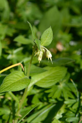 Tuberous comfrey flowers