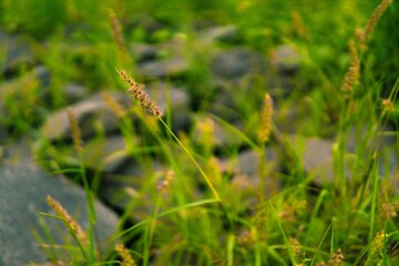 Selective focus of a setaria pumila grass