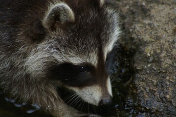 Cute racoon standing on the rock inside the zoo