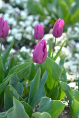 Tulip Purple Prince flowers