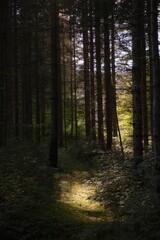 Scenic vertical shot of a dark mystic forest with tall evergreen trees during springtime