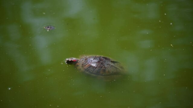  European marsh turtle swims in fresh water. Freshwater turtle. Animal protection concept. Natural habitat of turtles