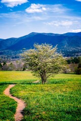 Vertical shot of a tree in a green field with mountains in the background