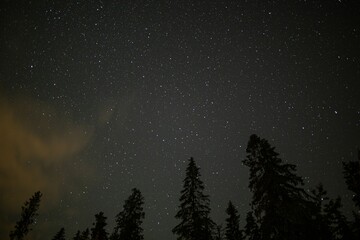 Starry sky over conifers in the Tatra Mountains, Slovakia