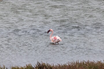 Picture of an flamingo standing in shallow water near Walvis Bay in Namibia