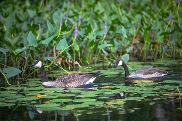Pair of Canada geese, Branta canadensis captured swimming on a lake covered by lotus leaves