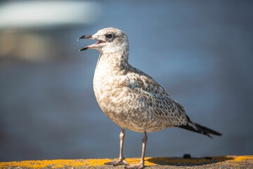 Macro of a seagull on a sunny day over a blurry background