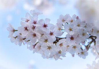 晴れた青い空に咲く桜が満開の風景に季節を感じる