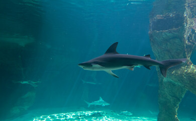 Fototapeta premium The image shows a blacktip reef shark.