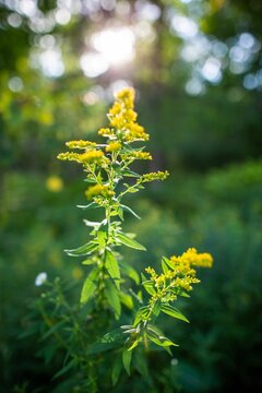 Vertical shot of the Giant goldenrod plant with blurred background of greenery