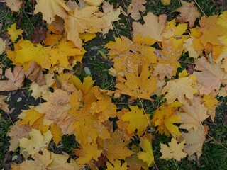 Top view of yellow maple leaves on green grass in a park in autumn