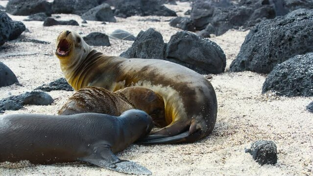 Adorable sea lions family on San Cristobal island's beach.