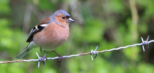 Chaffinch on barbed wire