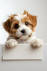 Cute Puppy with paws over blank board isolated on a white background