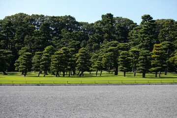 Gardens and pines outside the Imperial Palace in Tokyo, Japan.