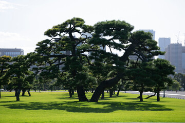 Obraz premium Gardens and pines outside the Imperial Palace in Tokyo, Japan.