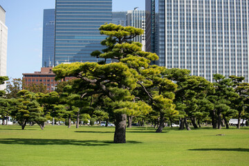 Gardens and pines outside the Imperial Palace in Tokyo, Japan.