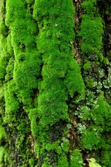 Vertical shot of thick layer of bright green moss covering the tree bark