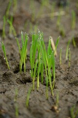 Vertical shot of dewdrops on green sprouts in the soil