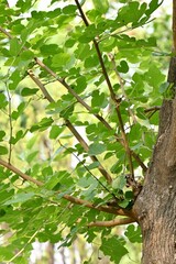 Vertical shot of tree branches with fresh green foliage during the daytime on the blurred background