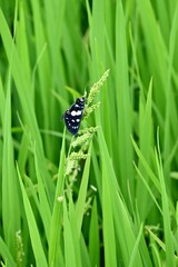 Vertical closeup of a nine-spotted moth or yellow belted burnet surrounded by green vegetation.