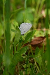 Closeup shot of a spring azure butterfly on a plant in a garden