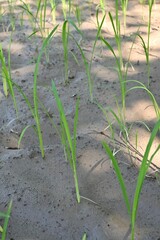 Vertical closeup of the green seedlings.