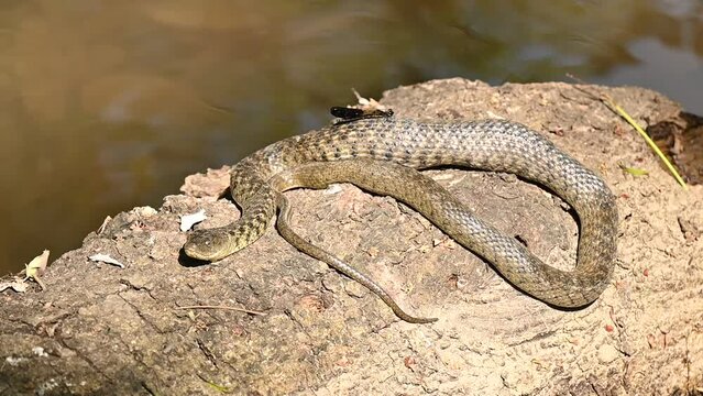 Closeup of a Checkered keelback on a rock under the sunlight in 4K