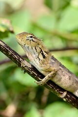 Vertical closeup of a oriental garden lizard (Calotes versicolor) perched on a branch of a tree