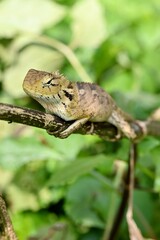 Vertical closeup of a oriental garden lizard (Calotes versicolor) perched on a branch of a tree