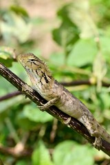 Lizard on a branch in the wild
