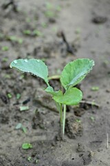 Closeup of sprouting leaves in a garden