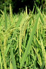 Beautiful closeup of the bunch of growing ripe yellow green paddy plant with grain in a field